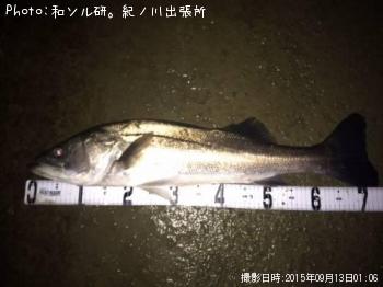 シーバス