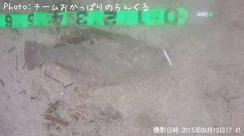 ヒラメ
