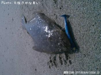ヒラメ