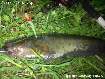 ナマズ