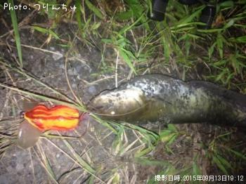ナマズ