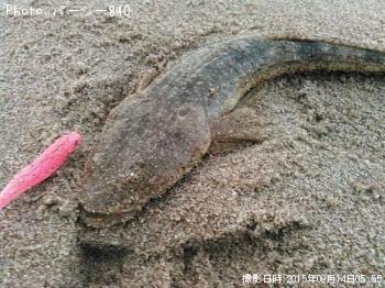 マゴチ