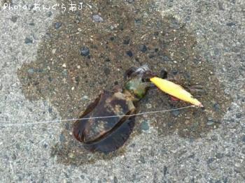 アオリイカ