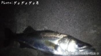 シーバス