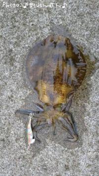 水烏賊