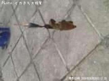 アオリイカ