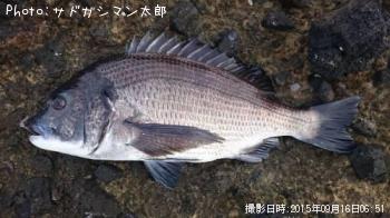 クロダイ