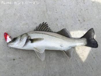 シーバス