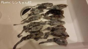 アオリイカ