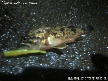 ベッコウソイ
