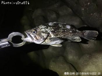タケノコメバル