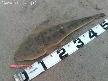 マゴチ