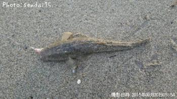 マゴチ