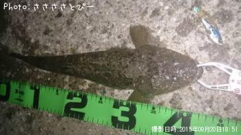 マゴチ