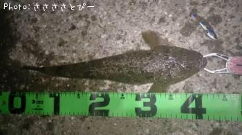 マゴチ