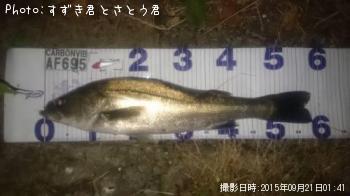 シーバス