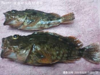 カサゴ