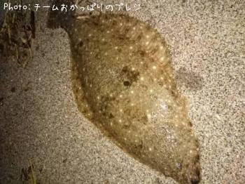 ヒラメ