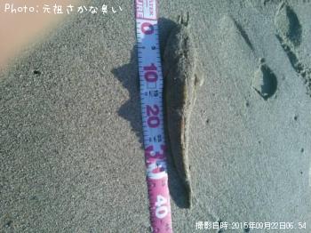 マゴチ