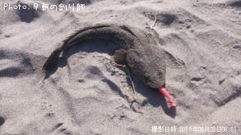 マゴチ