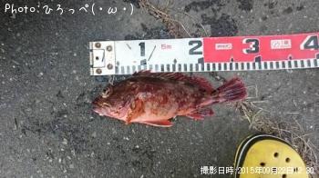 カサゴ
