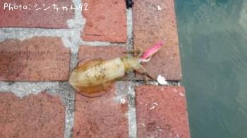 アオリイカ