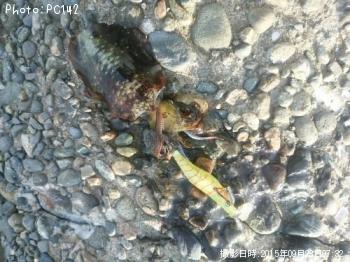 アオリイカ