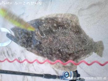 ヒラメ