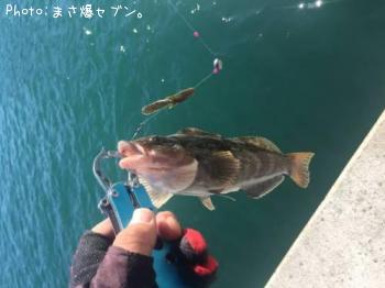 アイナメ