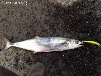 サワラ