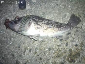 クロソイ