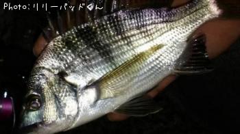 アナゴンダバイス