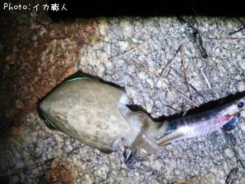 コウイカ