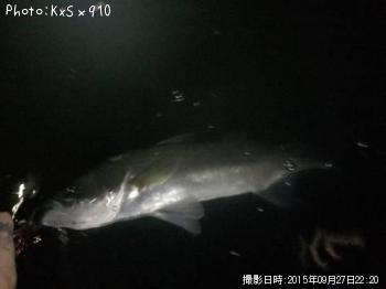 シーバス