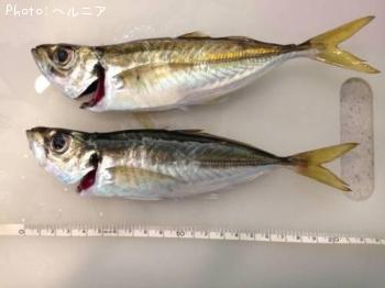 アジ