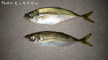アジ