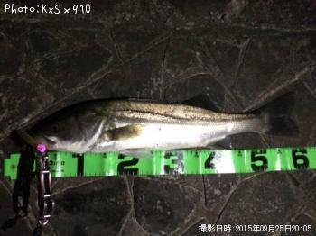 シーバス