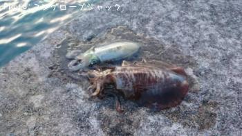 アオリイカ