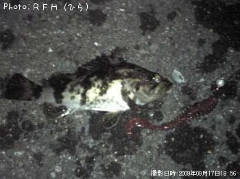 ベッコウゾイ