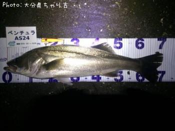 シーバス