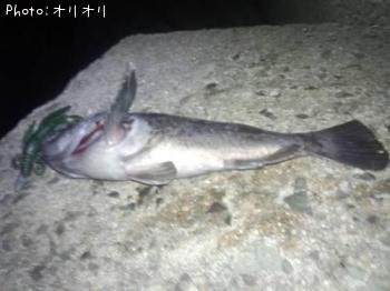クロソイ