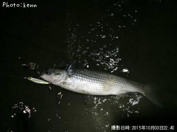 ボラ