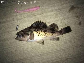 ソイ
