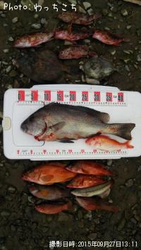 魚種名を入力オジサン