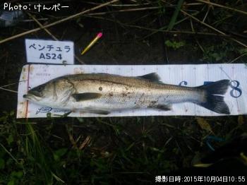 シーバス