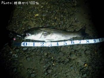 シーバス