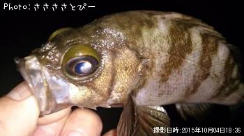 メバル