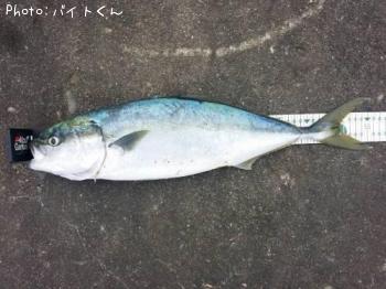 饵
