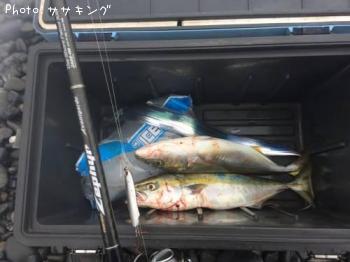 太刀魚