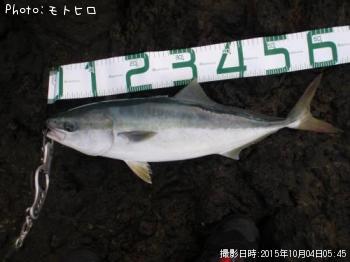 ワラサ